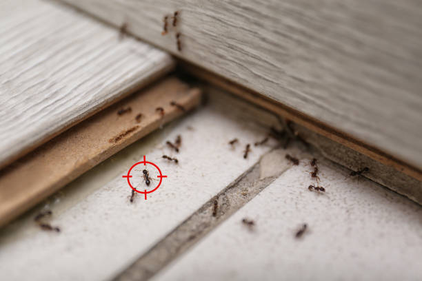 Best Best Pest Control Companies  in Tonka Bay, MN